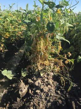 Early F. wilt in Blackeye