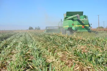 Sorghum grain harvest conducted by Riverdale, CA farmer, Connor McKean, at NRI Project study site on October 14, 2016