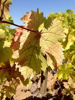 Grapevine blotch disease symptom. (Photo by Frank Zalom)