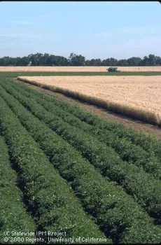 Tomato-wheat rotations, popular in California, contribute to increased agrobiodiversity (credit: UCANR)