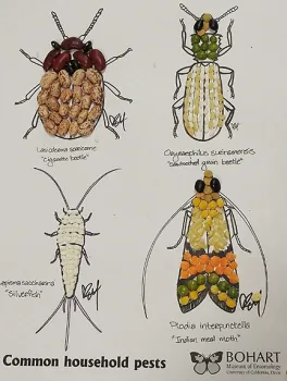 This art work is by UC Davis doctoral candidate Charlotte Herbert. Entomology student Karissa Merritt did the drawings. (Photo by Kathy Keatley Garvey)