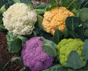 Colorful cauliflower<br>(click to enlarge)