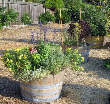 Wine barrels. Click to enlarge.