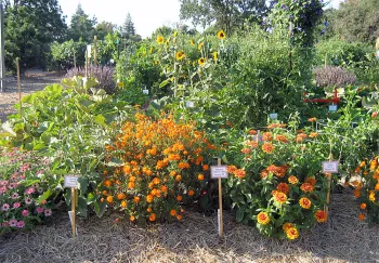 Victory garden. Click to enlarge.