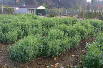 Cover crops. Click to enlarge.