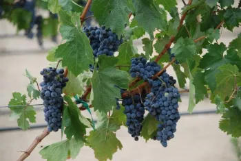 grapes