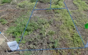 Fiesta 7 days after treatment (DAT)