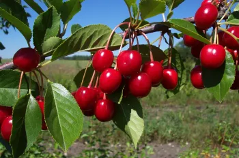 Bright red cherries clustered on a green branch with vibrant leaves against a blurred background.