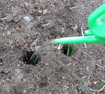 Plant leeks (click enlarge)