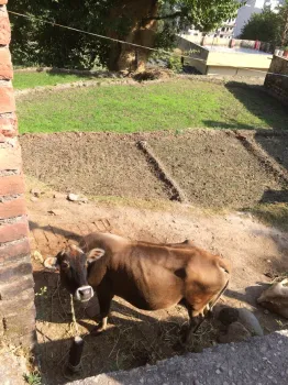 Dairy cow in the back yard of a house in Rishikesh.
