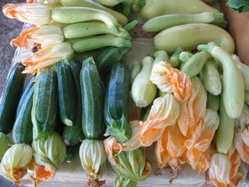 Various sizes of green and yellow summer squash alongside their flowers, arranged on a light surface.