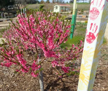 Dwarf peach, 'Honey Babe'