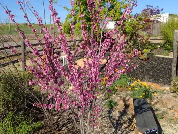 Western Redbud
