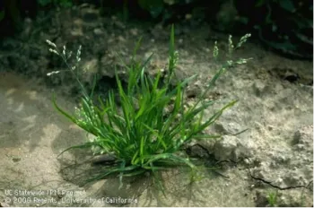 Poa annua (annual bluegrass)