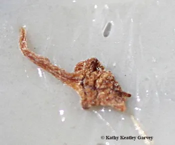 Close-up of the bee sting lodged in the author's foot when she stepped on the dead bee. (Photo by Kathy Keatley Garvey)