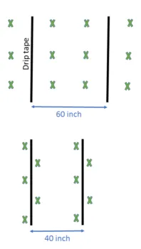 Figure: Corn planting configuration with 40 and 60 inch drip line spacing.