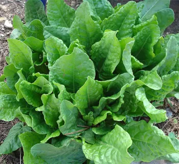 French Sorrel, Rumex acetosa<br>(click to enlarge)