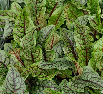 Red Veined Sorrel, Rumex sanguineus<br>(click to enlarge)