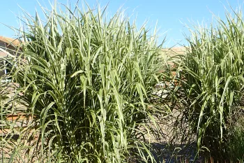 'Cosmopolitan' Miscanthus