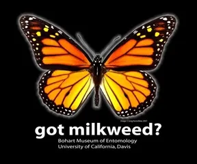 This is the design replicated on a t-shirt in the Bohart Museum of Entomology gift shop. (Design by Fran Keller)