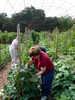 Harvesting cucumbers (Photo: Barbara Williams-Sheng)