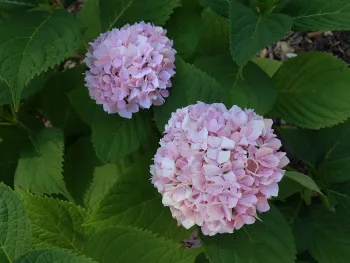 Bigleaf Hydrangea, 'Nikko Blue'