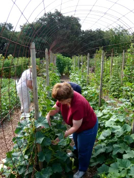 A woman in a red shirt bends over to harvest cucumbers in a lush garden, with another person working in the background among green plants and a trellis structure.