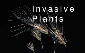 InvasivePlantButton