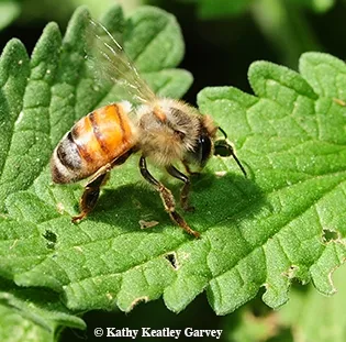 A sick honey bee. (Photo by Kathy Keatley Garvey)