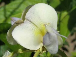 Long bean flower with ant