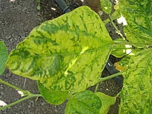 Bean mosaic virus on Kaoshiung variety
