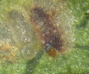 The clear substance protruding is a VCLH egg that is only partially inserted into the leaf tissue.