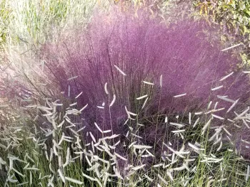 Muhlenbergia capillaris (Pink Muhly) and Bouteloua gracilis 'Blond Ambition' (Blue Grama)