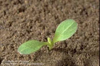 Seedling stage