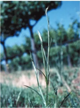 Bolting stage: Photo from DiTomaso et al. 2006.