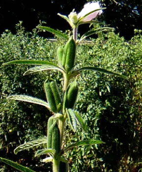 Sesame pods