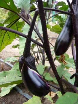 Two glossy, deep purple eggplants hanging from a dark stem in a garden, surrounded by green leaves.