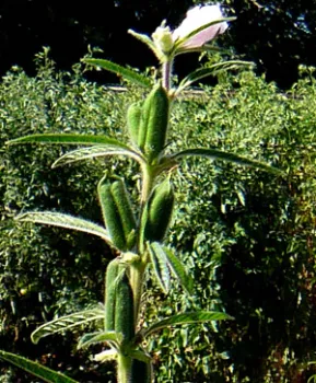 A sesame plant with several green pods and a white flower at the top, set against a backdrop of green foliage.