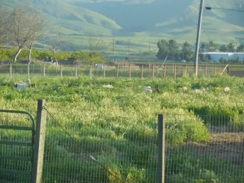 March 2016: 30 goats grazing the pasture. Photo credit: Michael Cent.