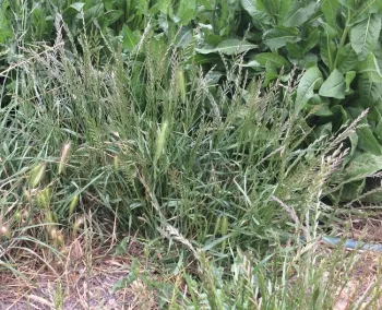 Kingston perennial rye