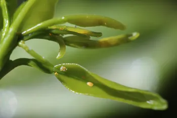 Psyllid nymphs on new soft flush
