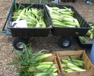 Harvested ears of corn
