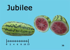 Jubilee watermelon