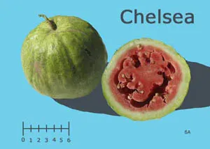 A whole and a cross-section of a Chelsea watermelon on a blue background, with a size ruler beneath them and the word "Chelsea" above.