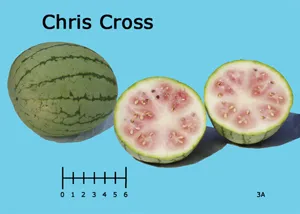 Whole and halved Chris Cross watermelon with pale pink flesh and dark seeds, set against a light blue background.