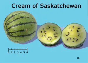Whole and halved "Cream of Saskatchewan" watermelon with dark green stripes and creamy yellow flesh, set against a light blue background.