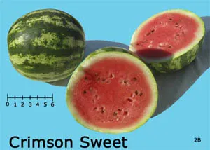 A whole and two halved Crimson Sweet watermelons displayed against a blue background, with bright red flesh and seeds visible, alongside a size scale from 0 to 6.