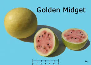 A Golden Midget watermelon, featuring a whole yellow-skinned fruit and two cut halves revealing light pink flesh with seeds, against a light blue background.