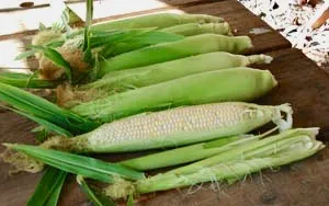 A row of harvested peaches and cream corn ears, partially shucked, displaying light yellow and white kernels against a wooden surface.