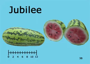A Jubilee watermelon on a blue background, whole on the left and cut in half on the right, revealing pink flesh and black seeds. A measurement scale is shown below.